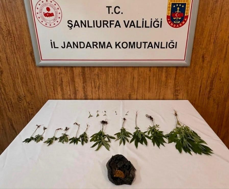 Kenevir ve Uyuşturucu Operasyonu
