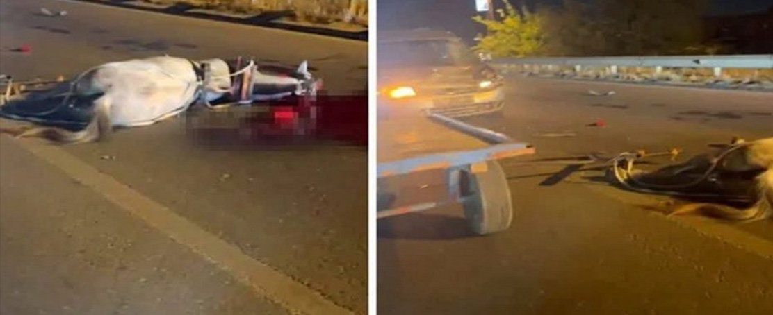Birecik Köprüsü’nde otomobil At Arabasına Çarptı!