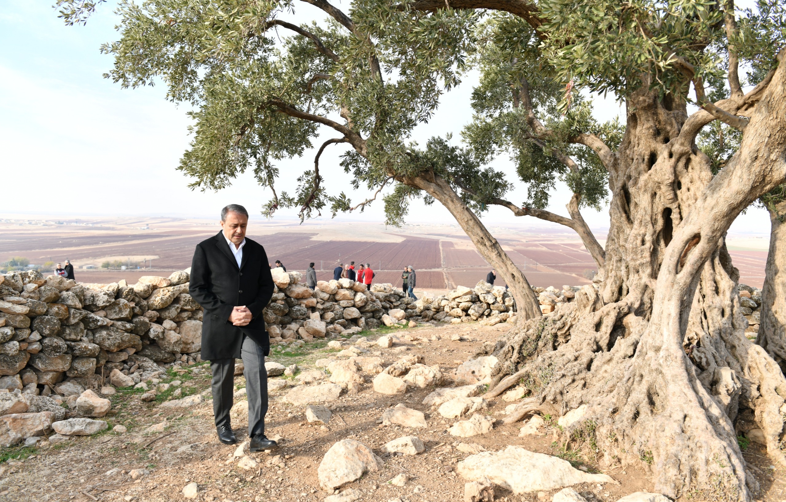 Göbekli Anıt Zeytin Ağacı İçin Çevre Düzenleme Projesi Başlıyor