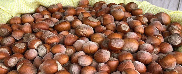 2026/27 Sezonu Kabuklu Fındık Alım Fiyatları Belli Oldu!
